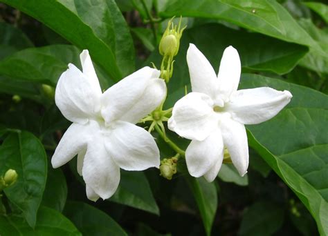 sampaguita philippines.